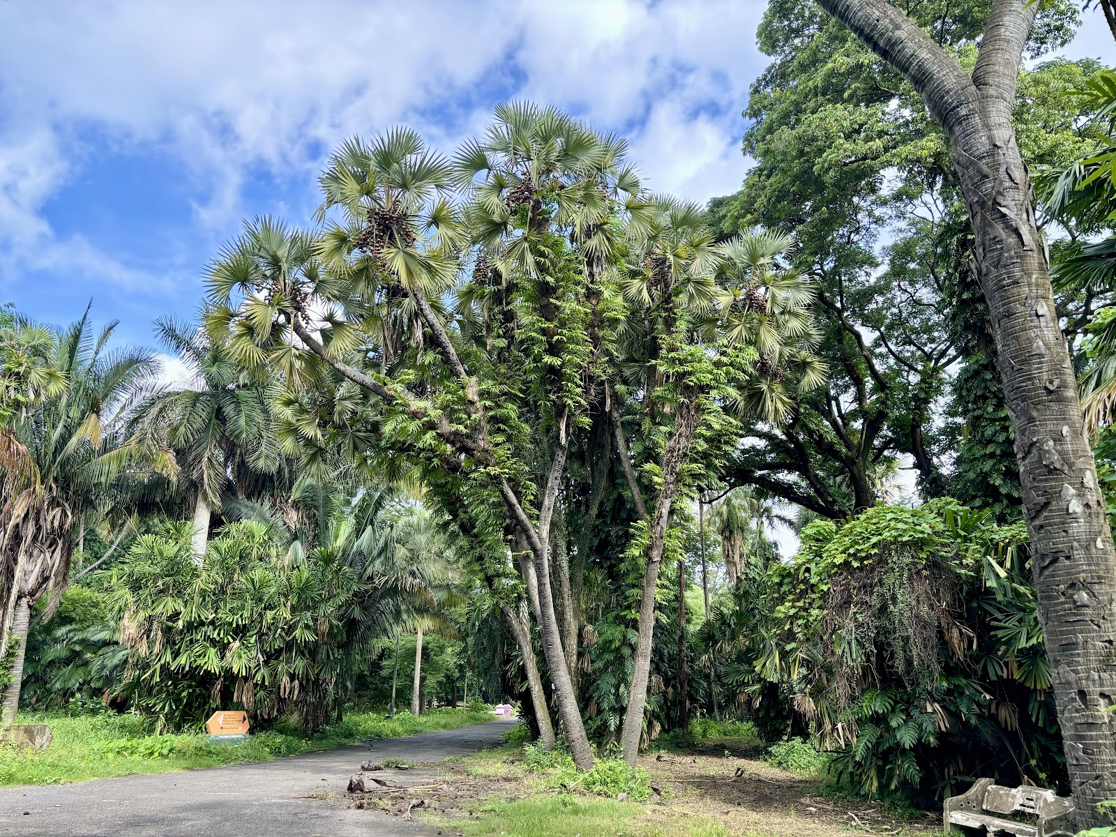 Shibpur Botanical Garden