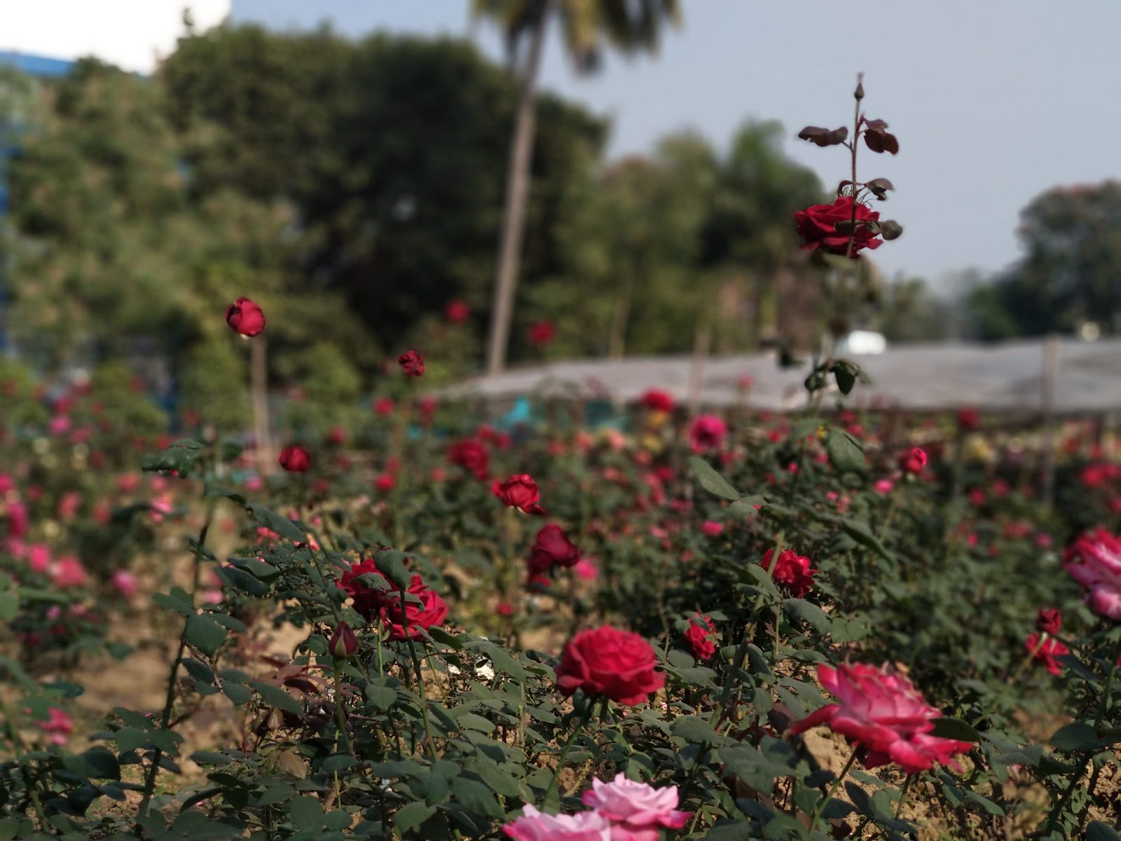 Bidhannagar Central Park