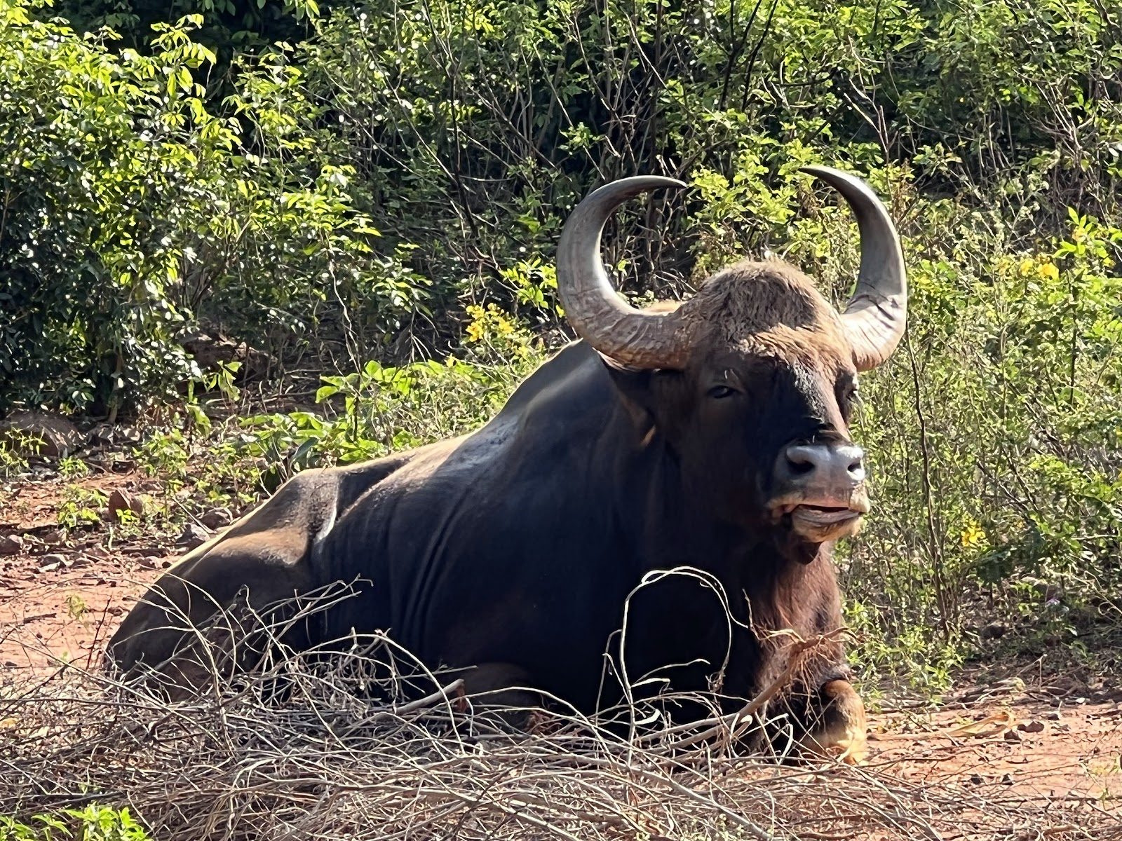 Indira Gandhi Zoological Park