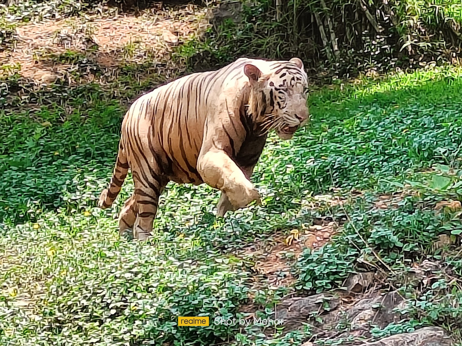 Indira Gandhi Zoological Park