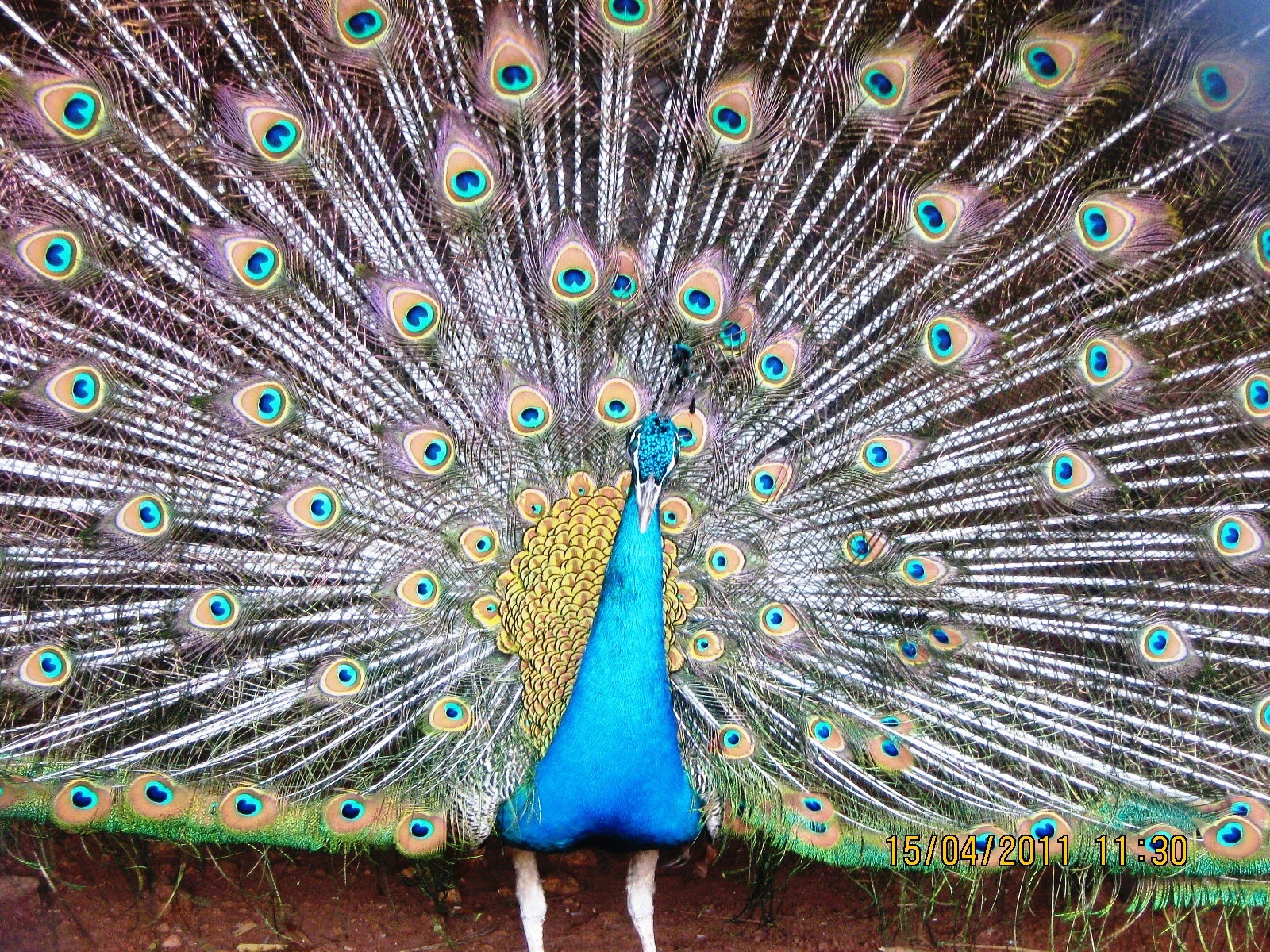 Indira Gandhi Zoological Park