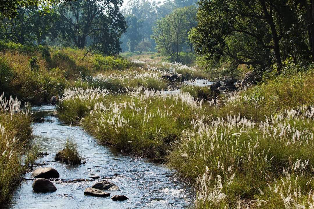 Kanha National Park - Wildlife and Nature Experience