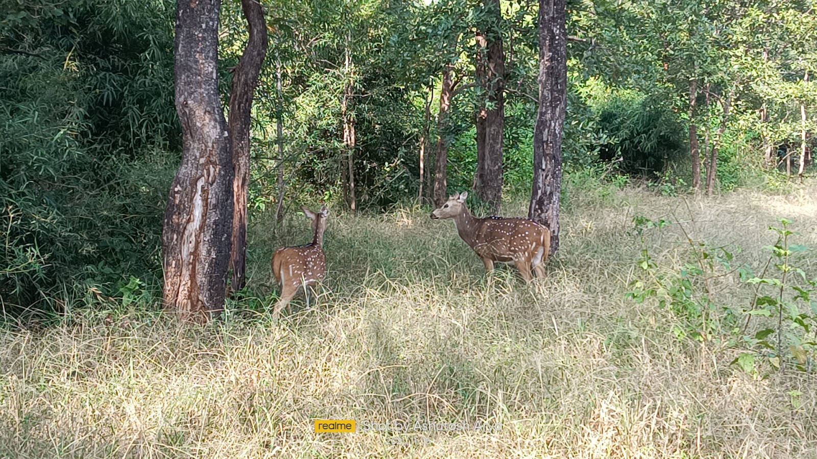 Kanha National Park