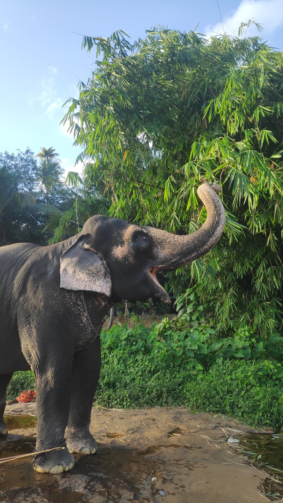 Thirparappu Waterfall