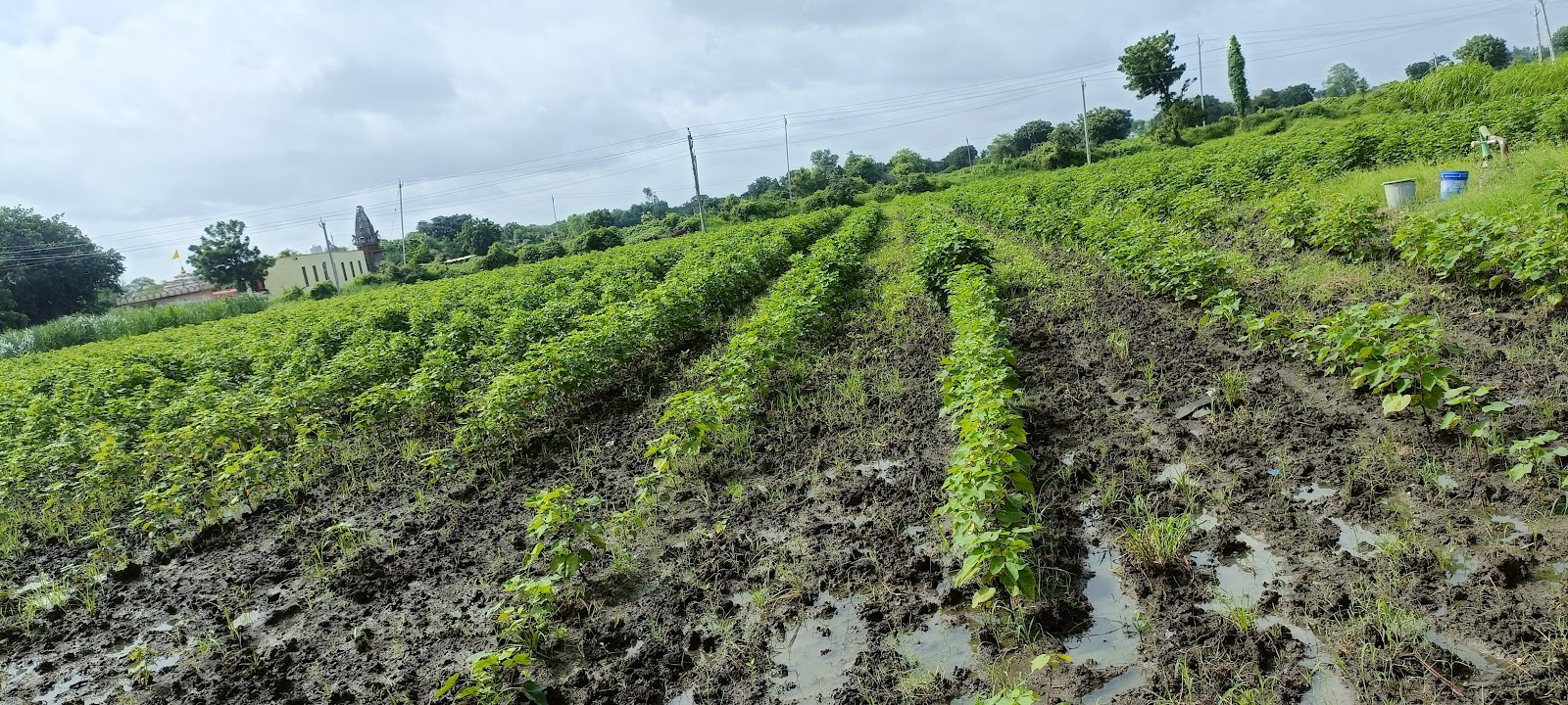 Kapadvanj Old Market