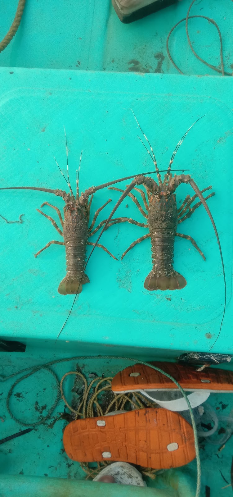 Local Fish Market Karaikal