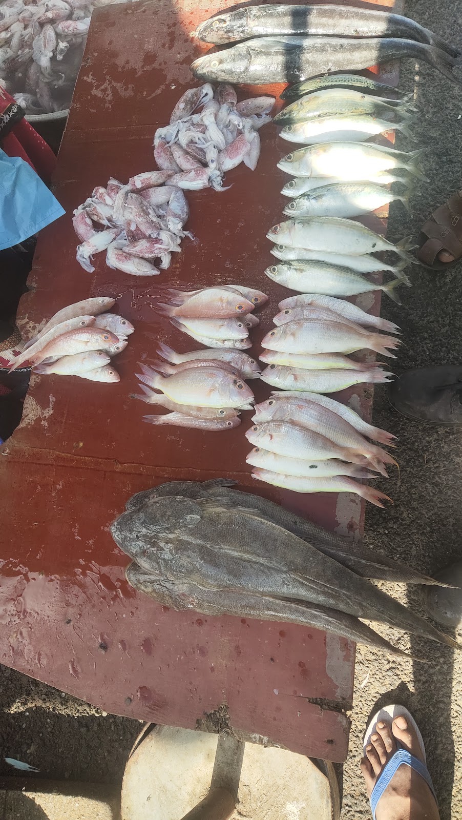 Local Fish Market Karaikal