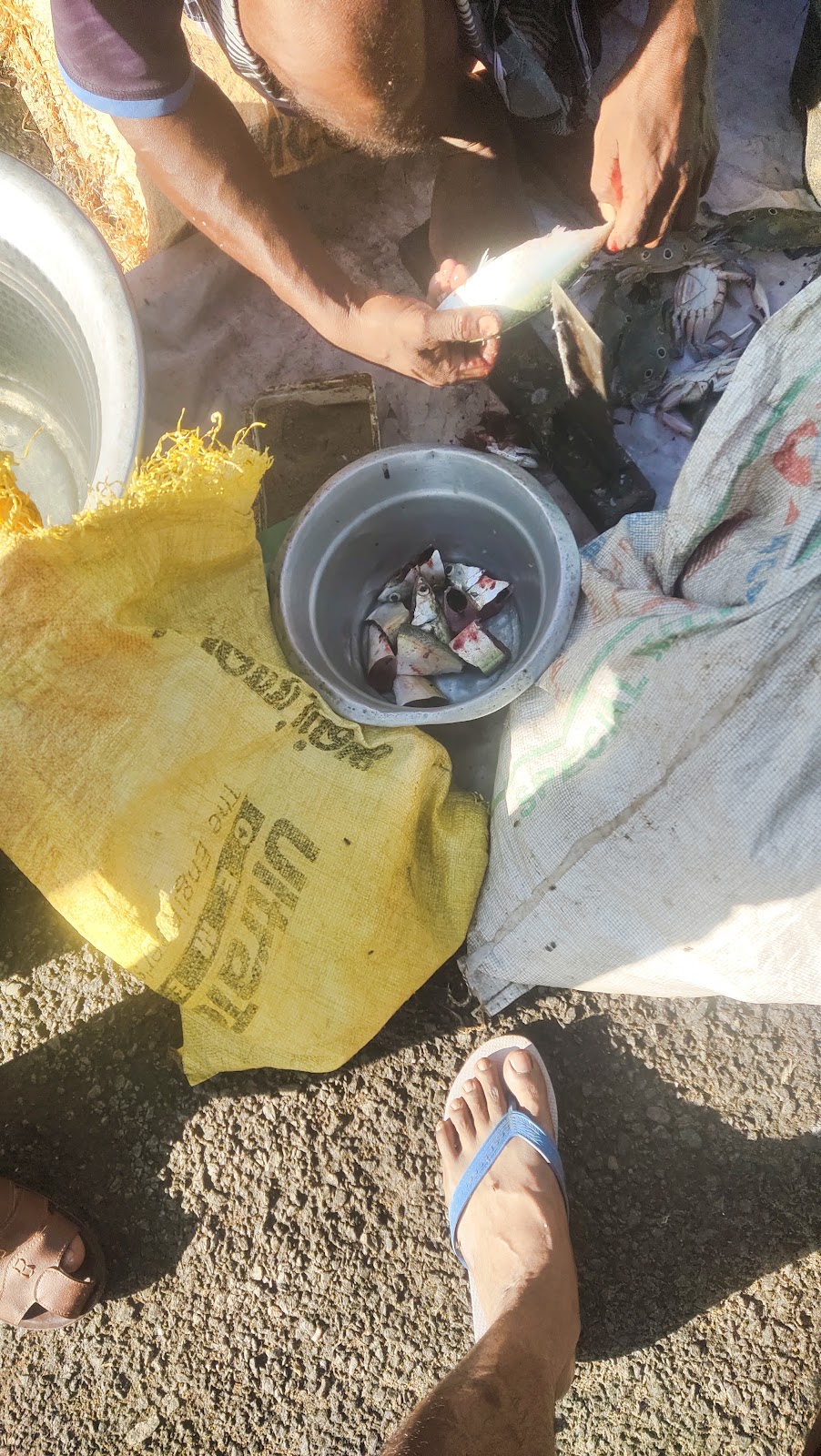 Local Fish Market Karaikal