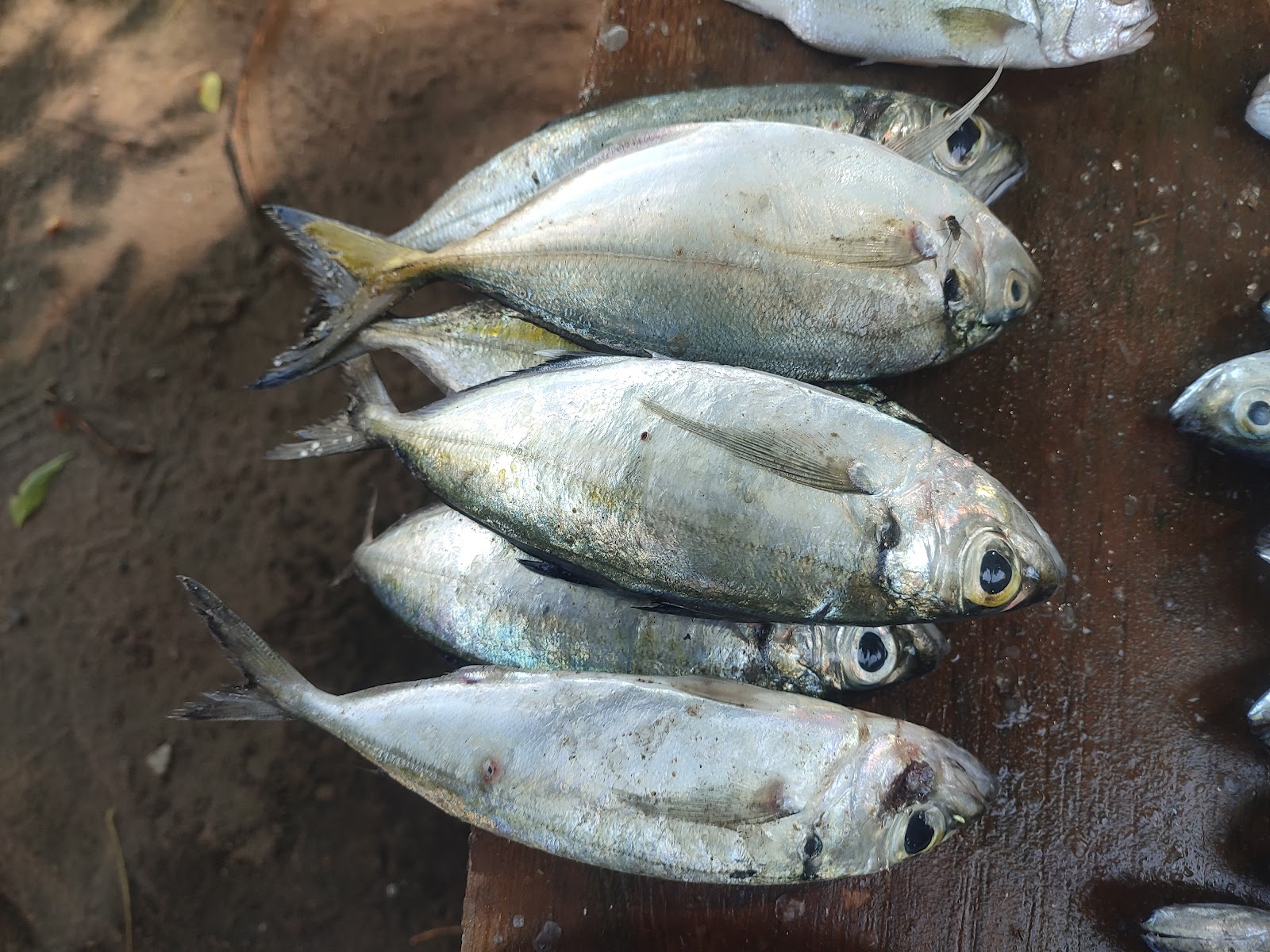 Local Fish Market Karaikal