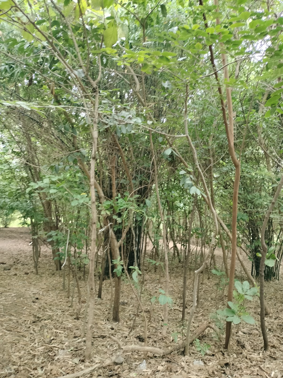 Community Garden and Park