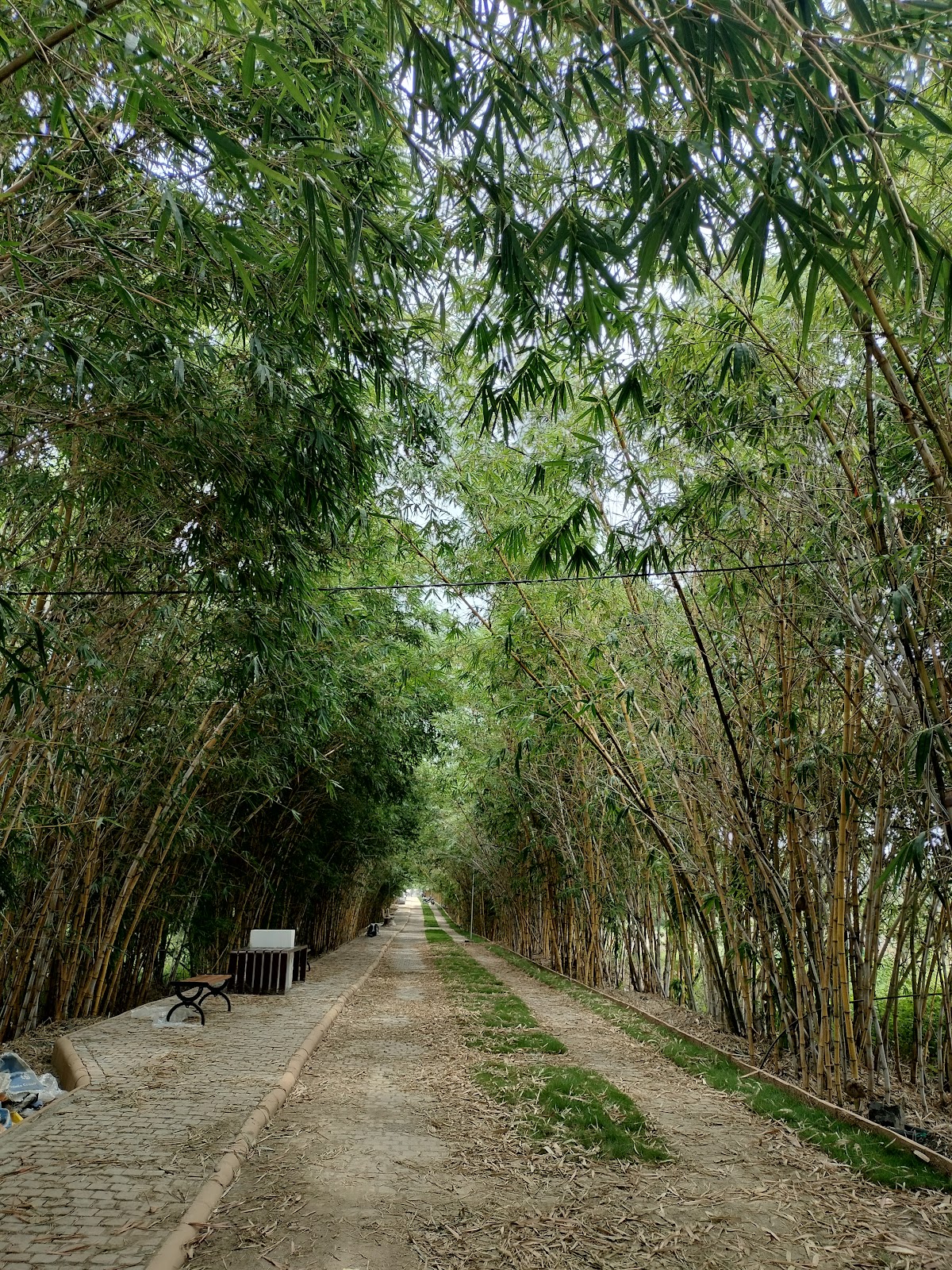 Community Garden and Park