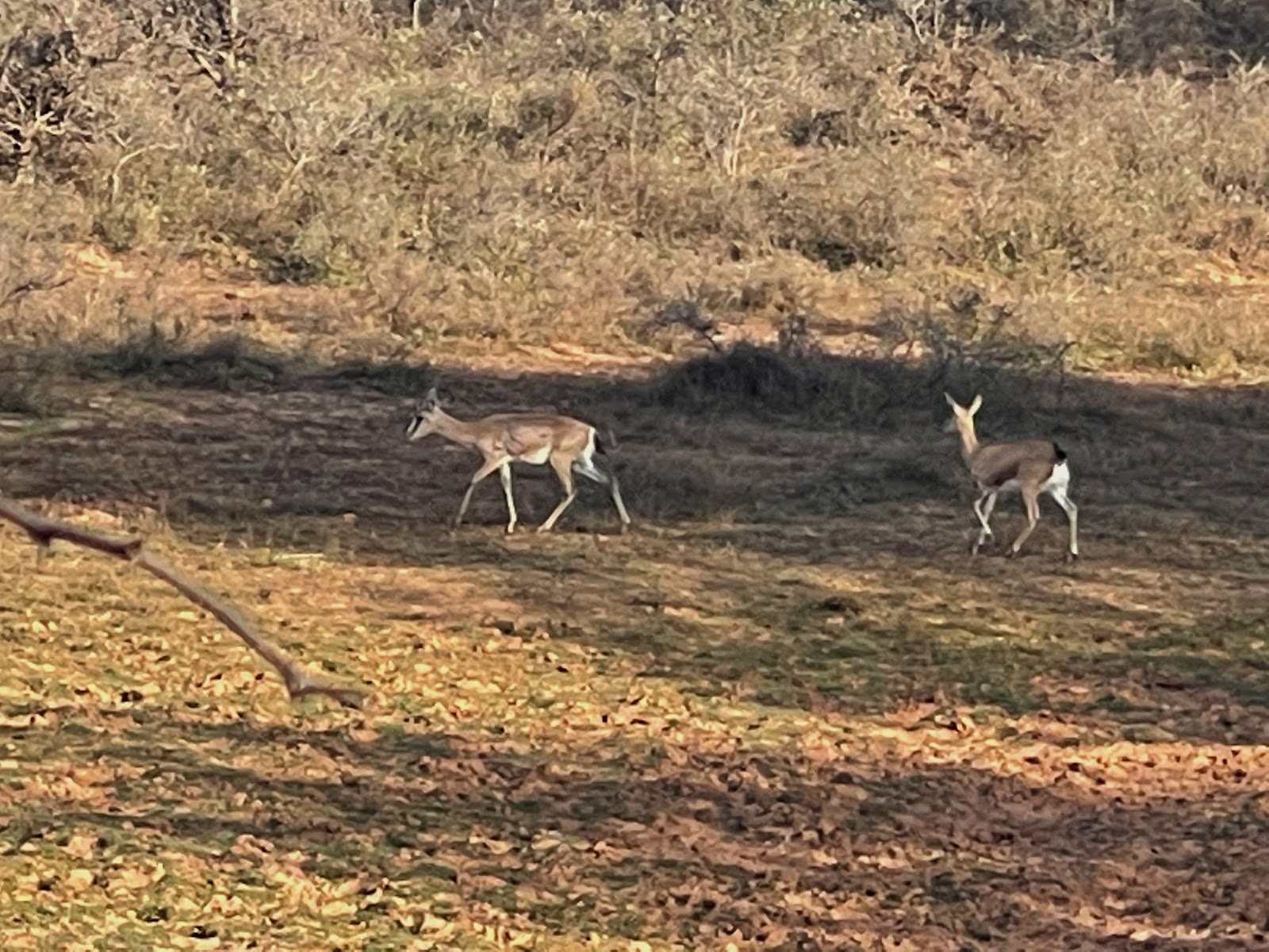 Karauli Wildlife Sanctuary