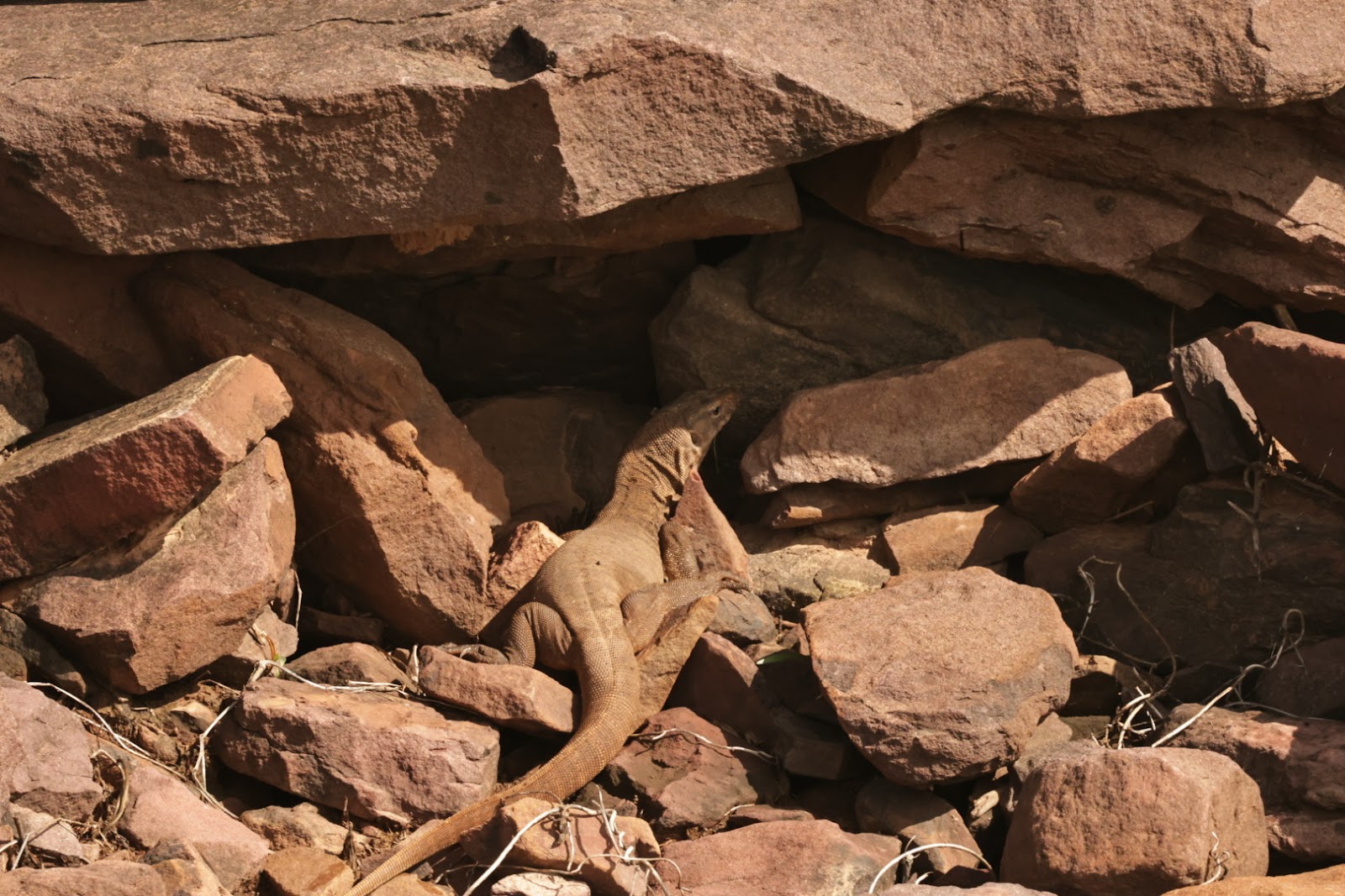 Karauli Wildlife Sanctuary