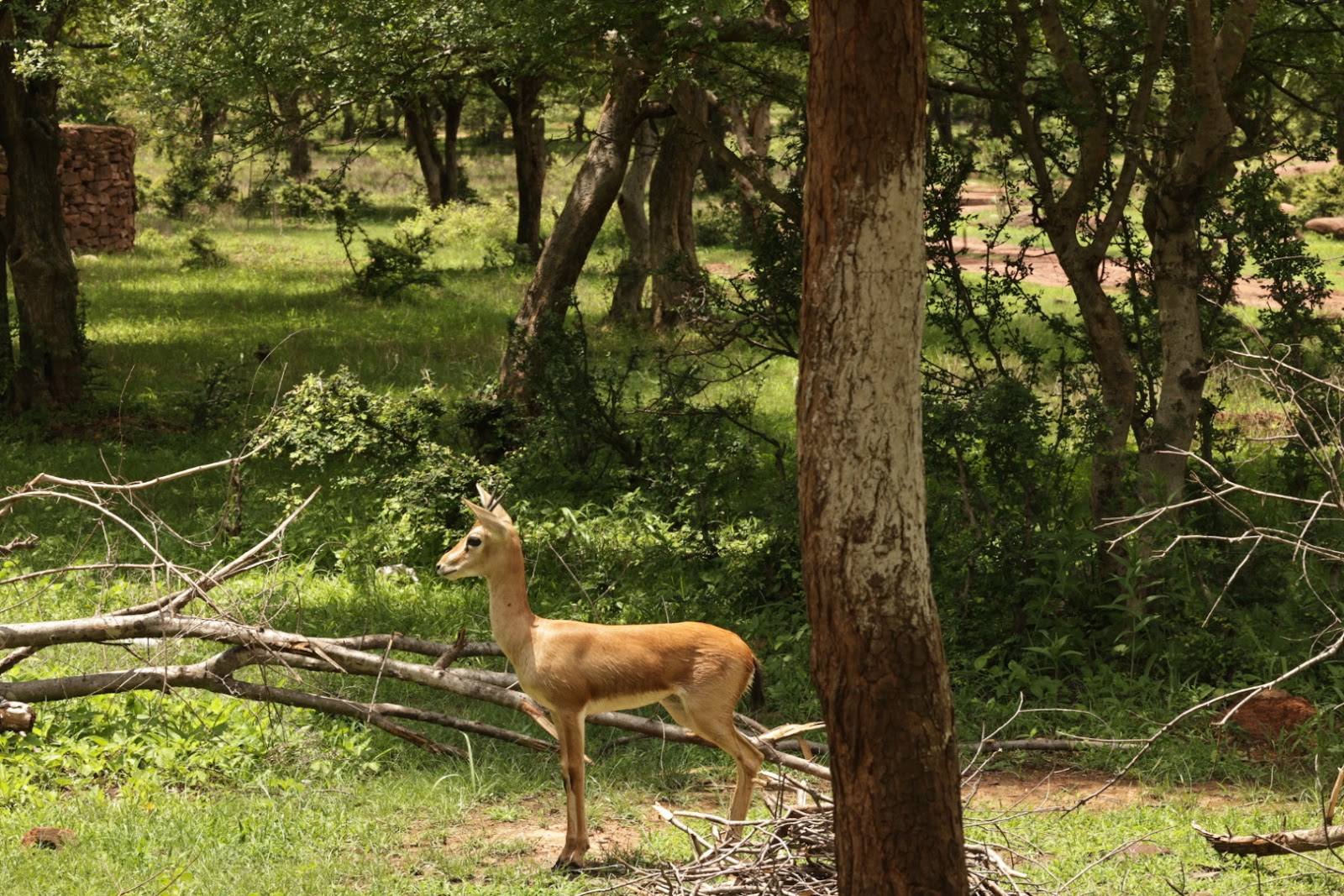 Karauli Wildlife Sanctuary