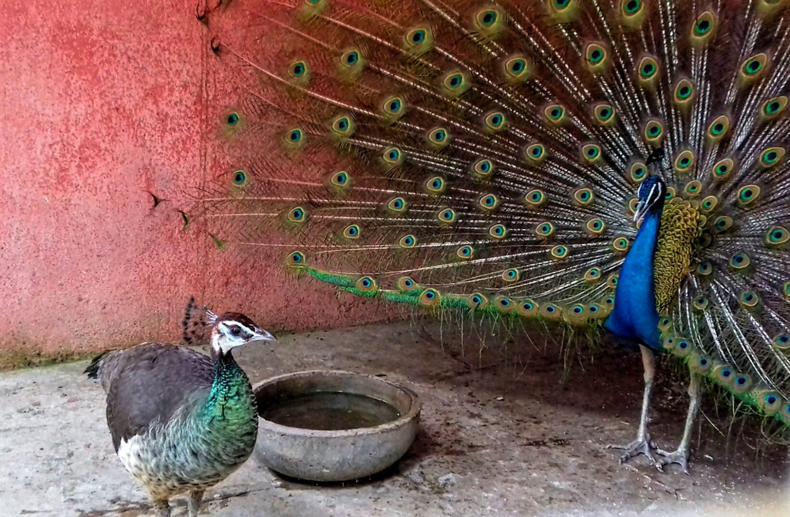 Karnala Bird Sanctuary