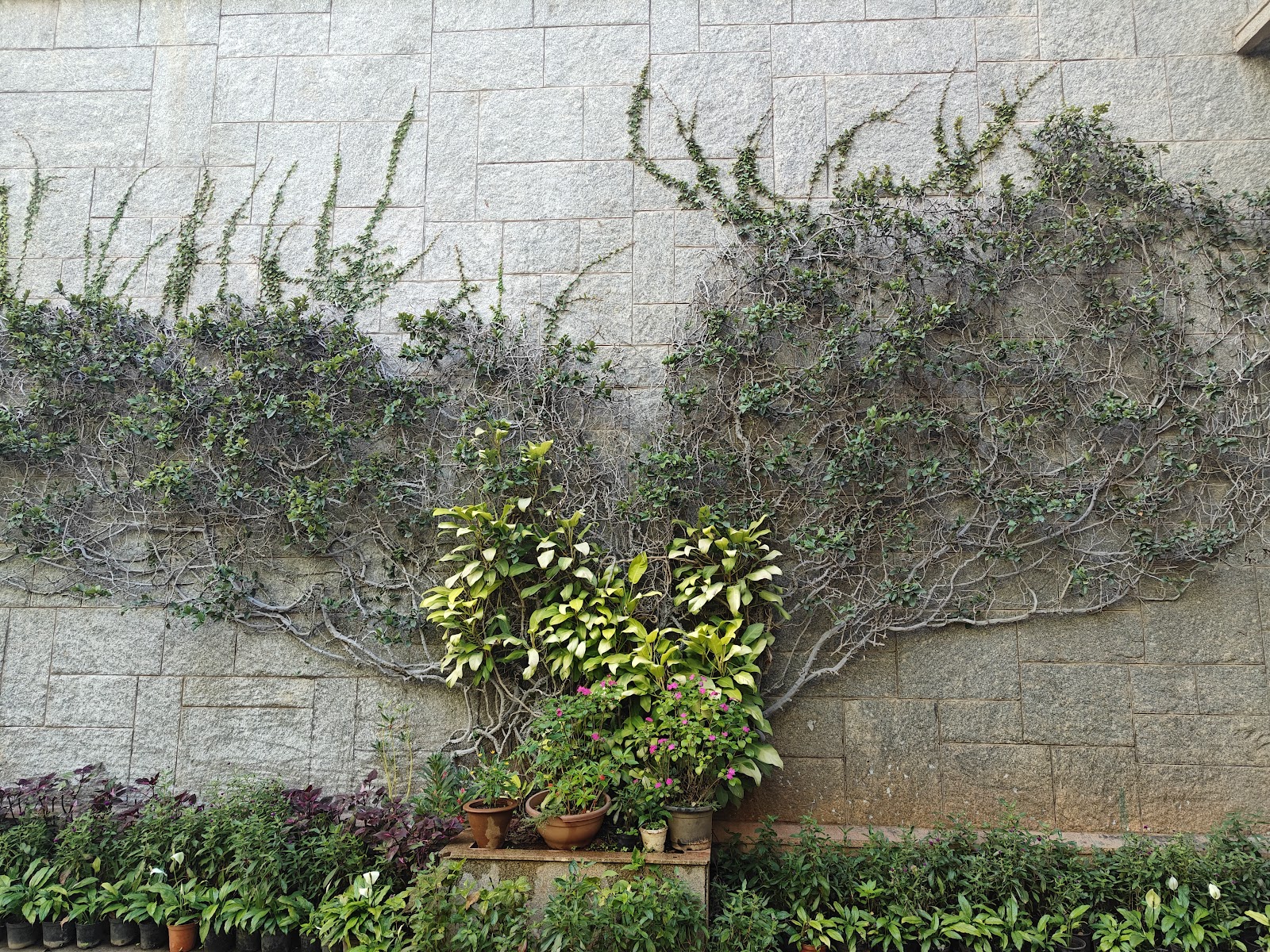 Karnataka Chitrakala Parishath