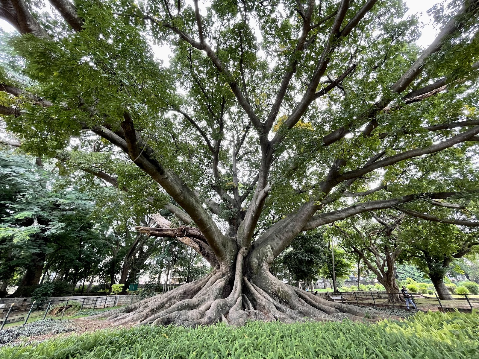 Lalbagh Botanical Garden