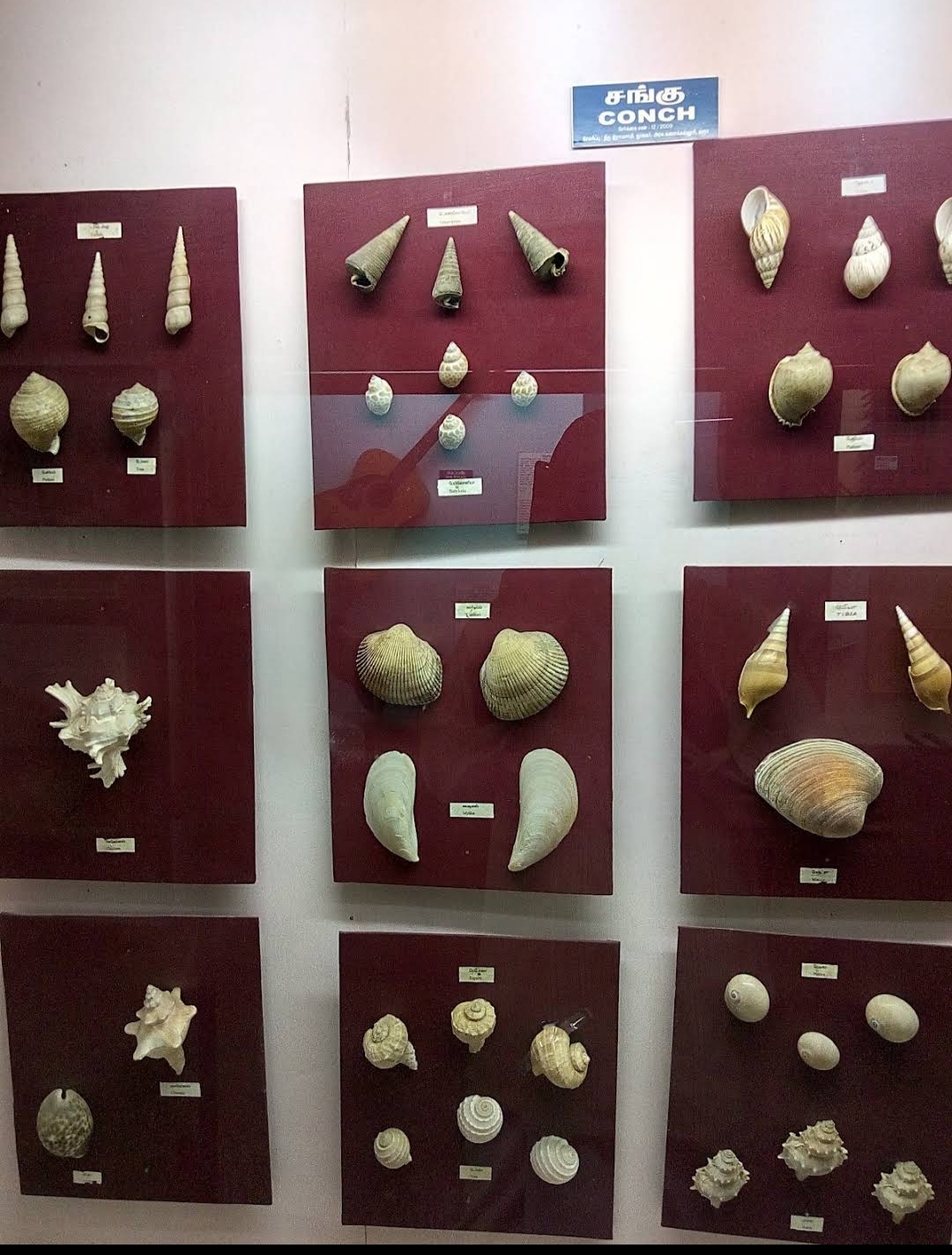 Karur Government Museum