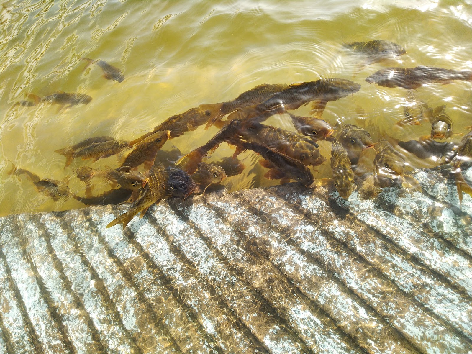 Gurudwara Shri Nankana Sahib