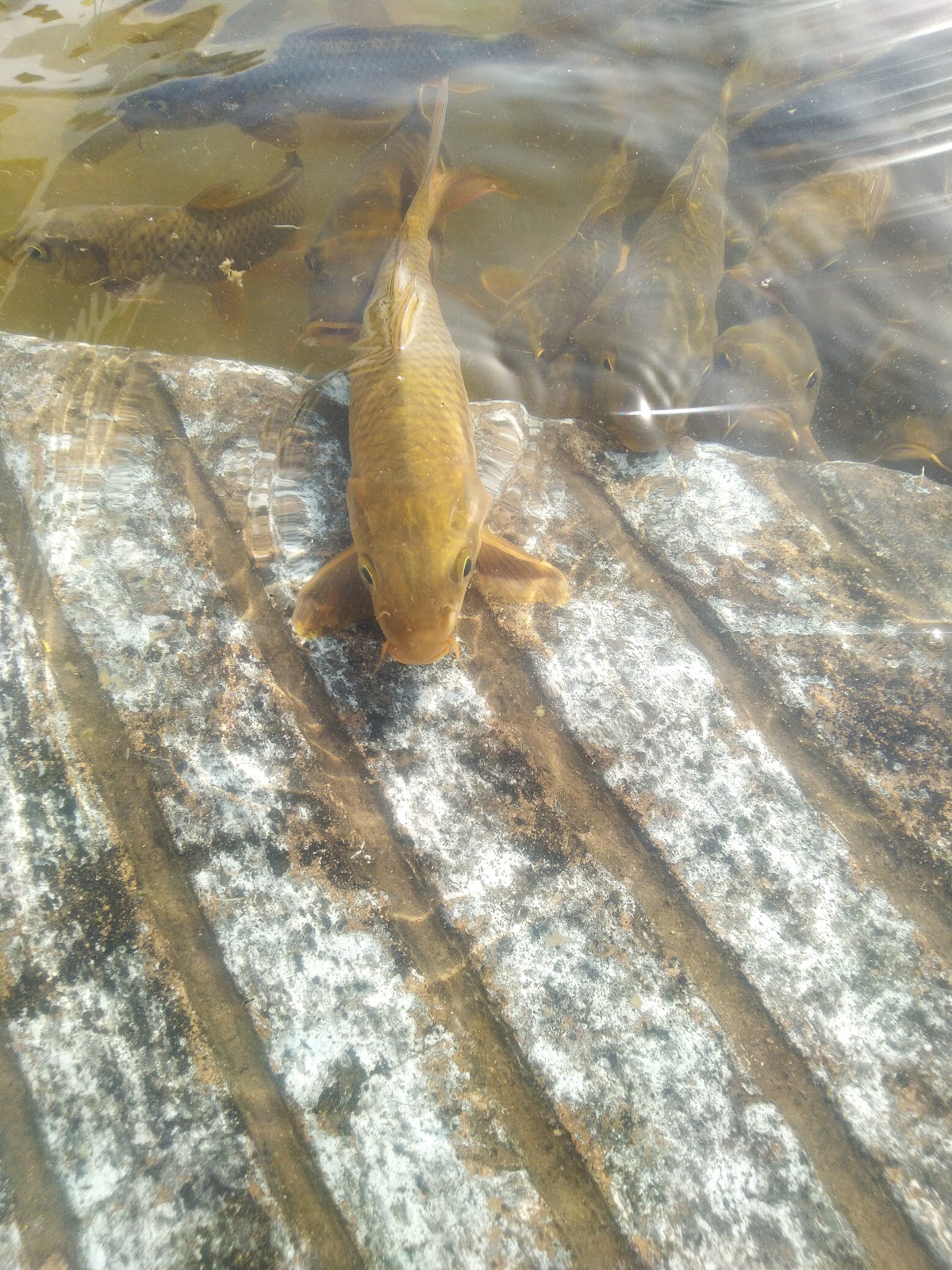 Gurudwara Shri Nankana Sahib