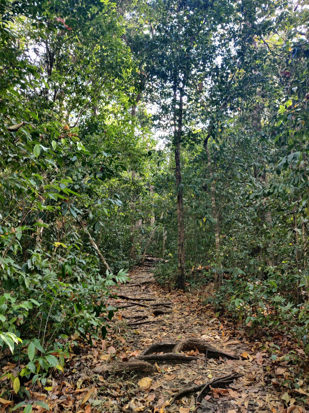 Mango Hill Viewpoint