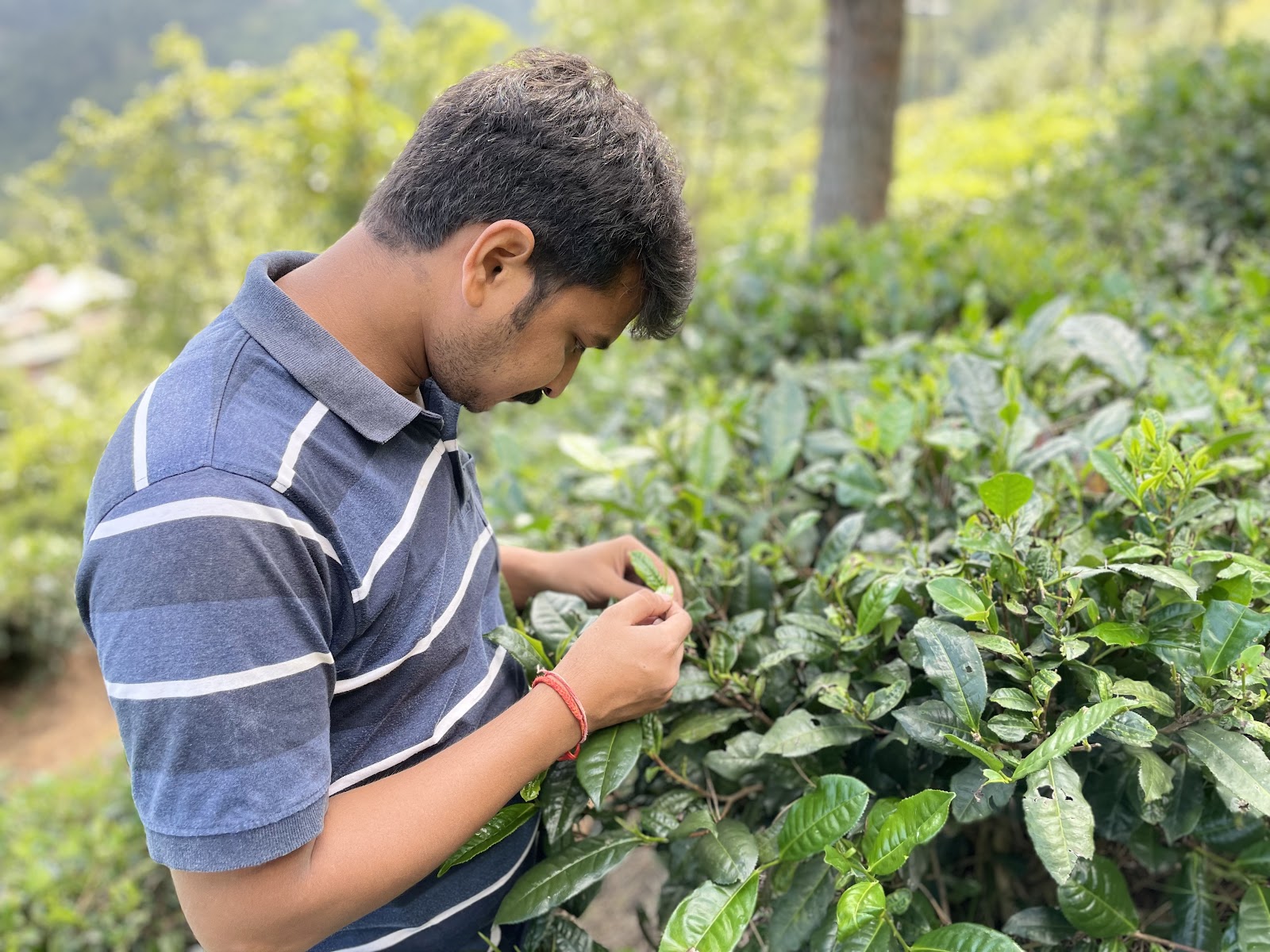Kausani Tea Estate