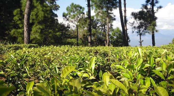 Kausani Tea Estate
