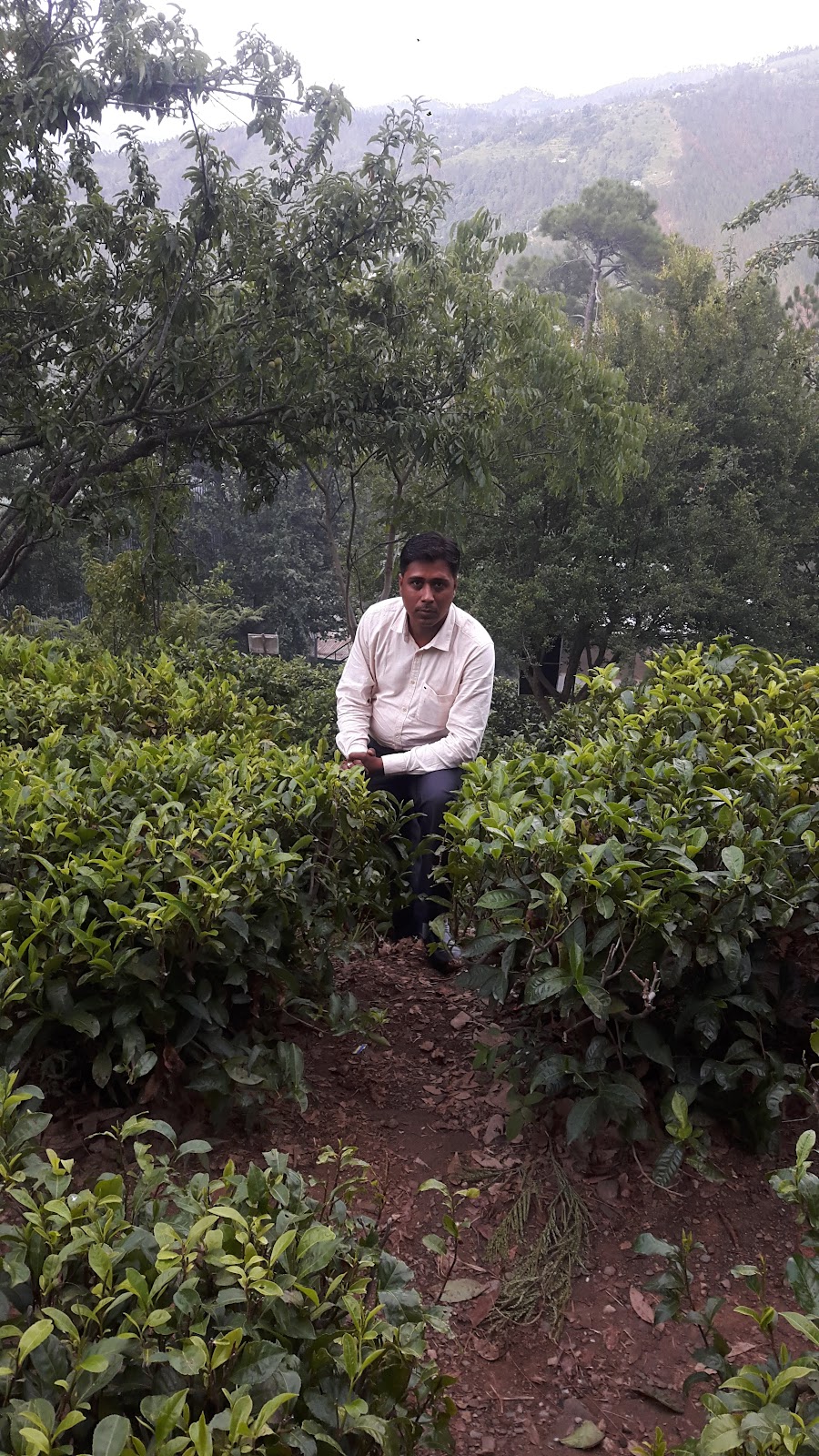 Kausani Tea Estate