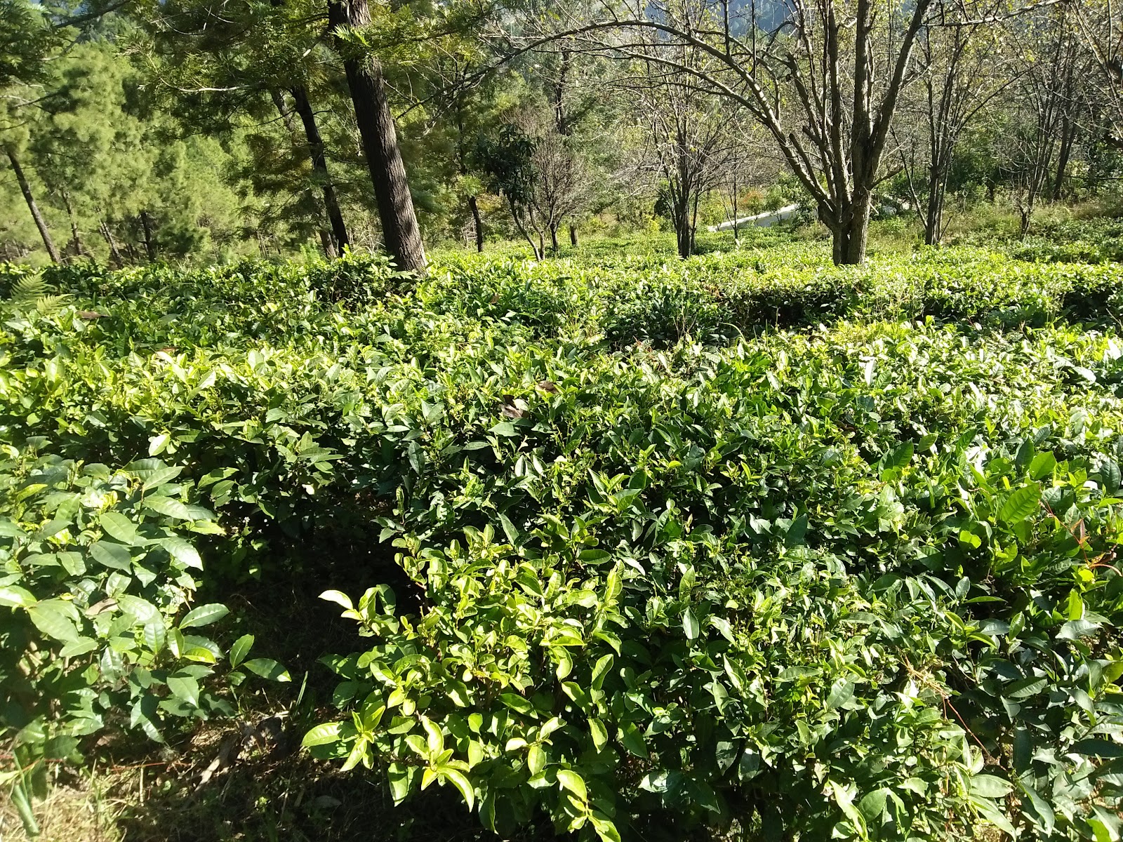 Kausani Tea Estate