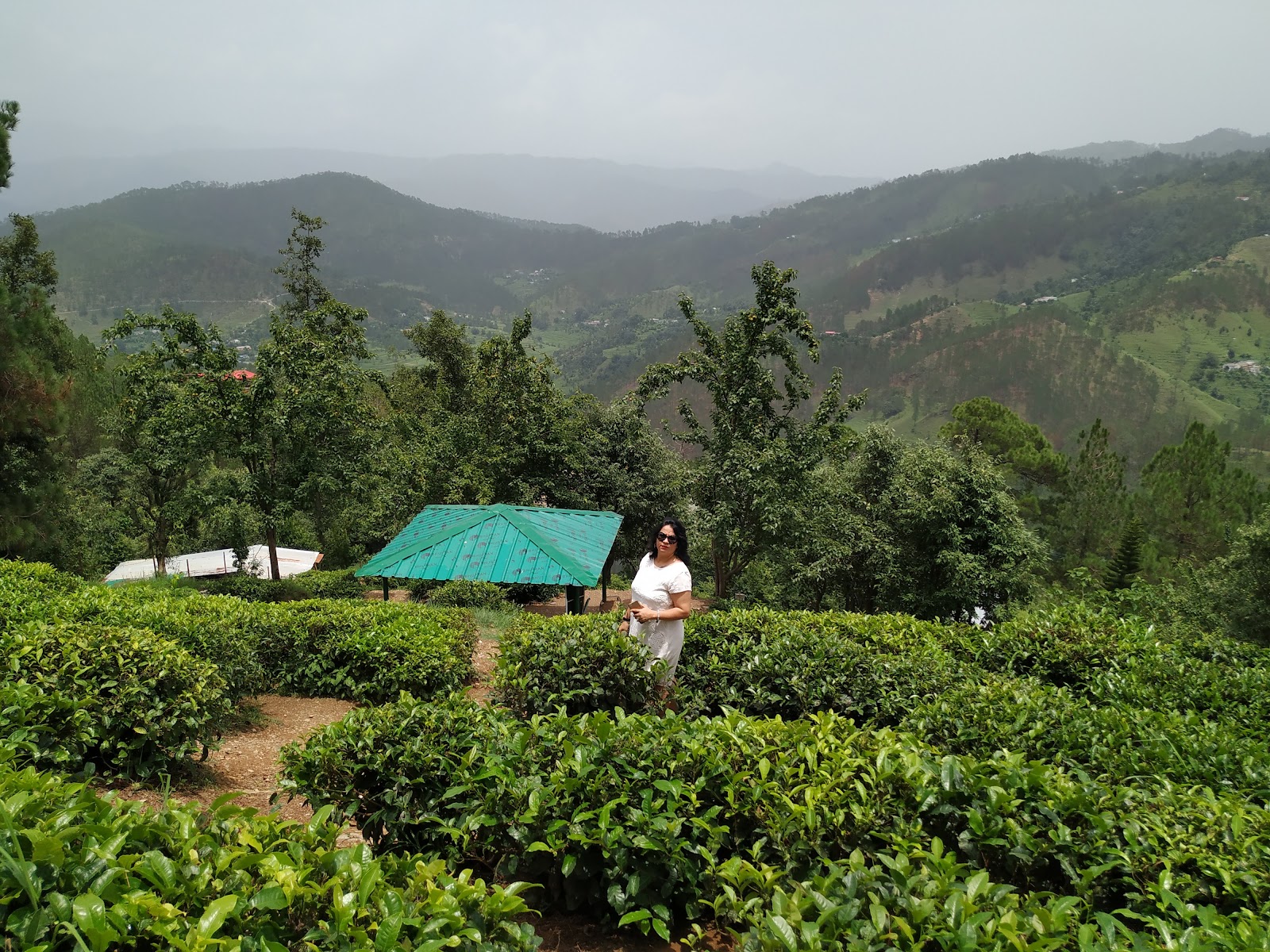 Kausani Tea Estate