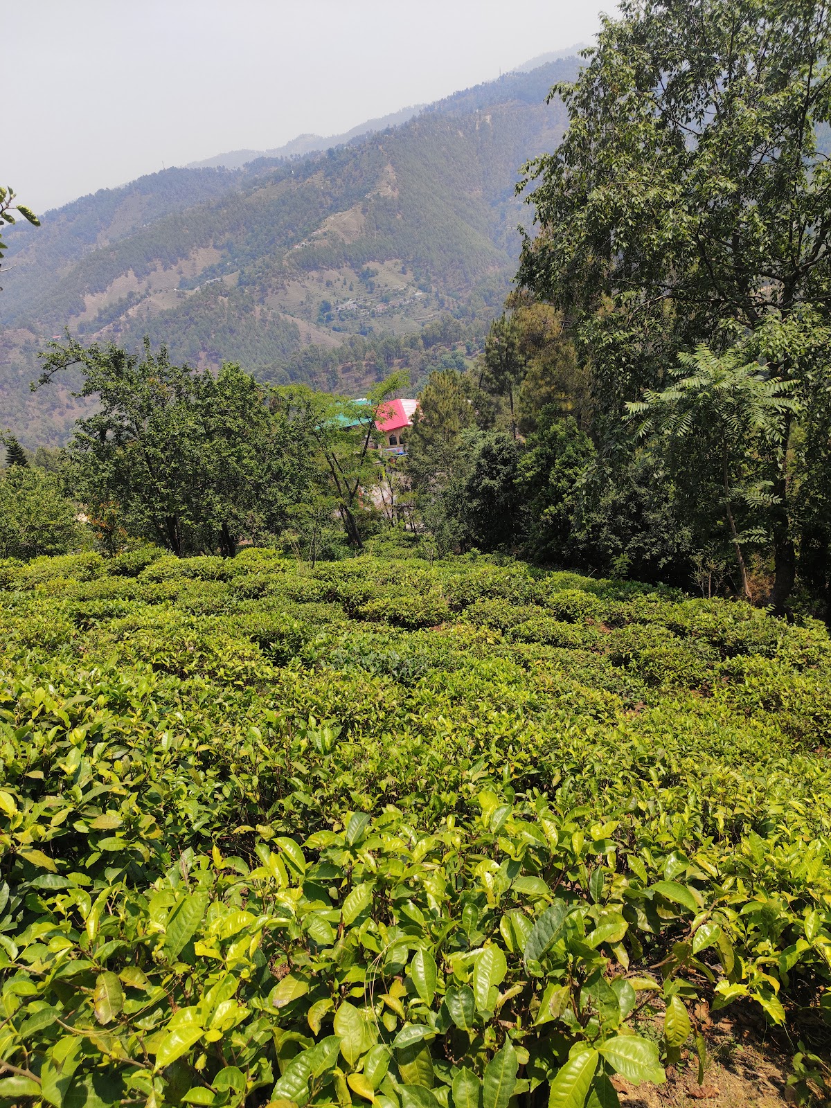 Kausani Tea Estate