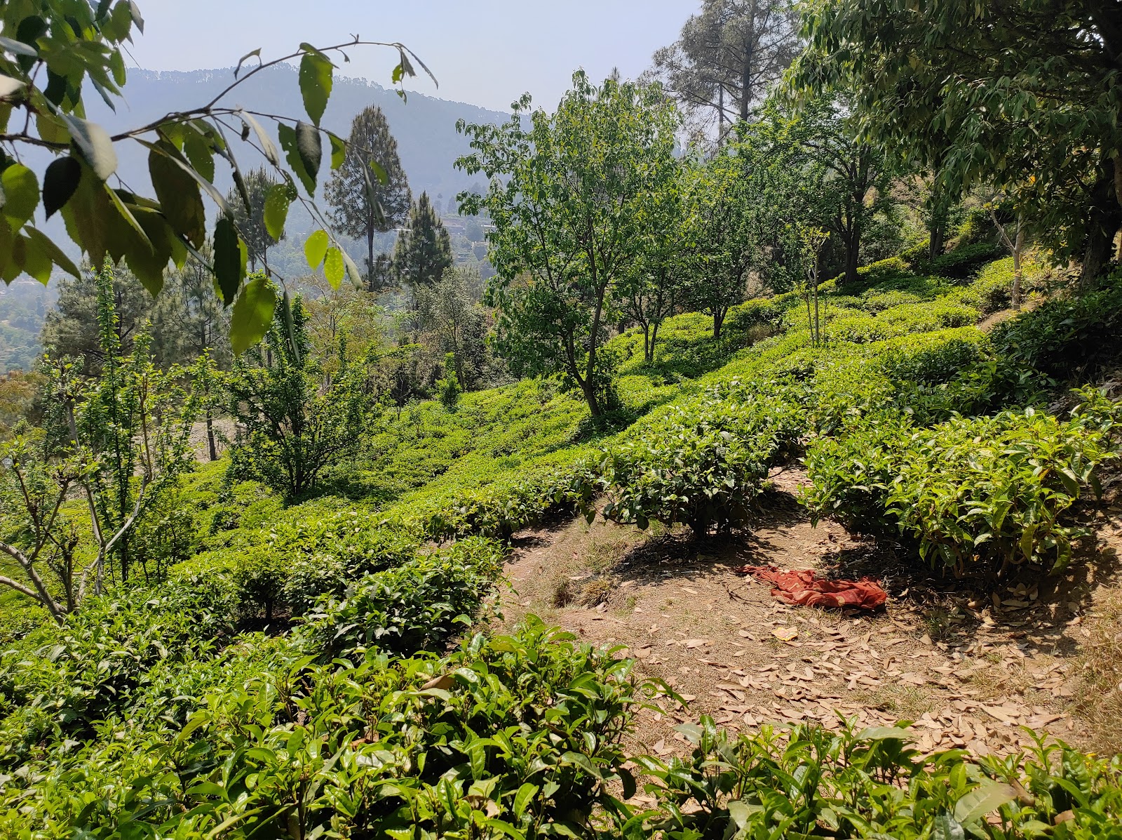 Kausani Tea Estate
