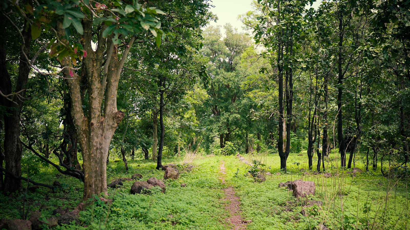 Kawardha Wildlife Sanctuary