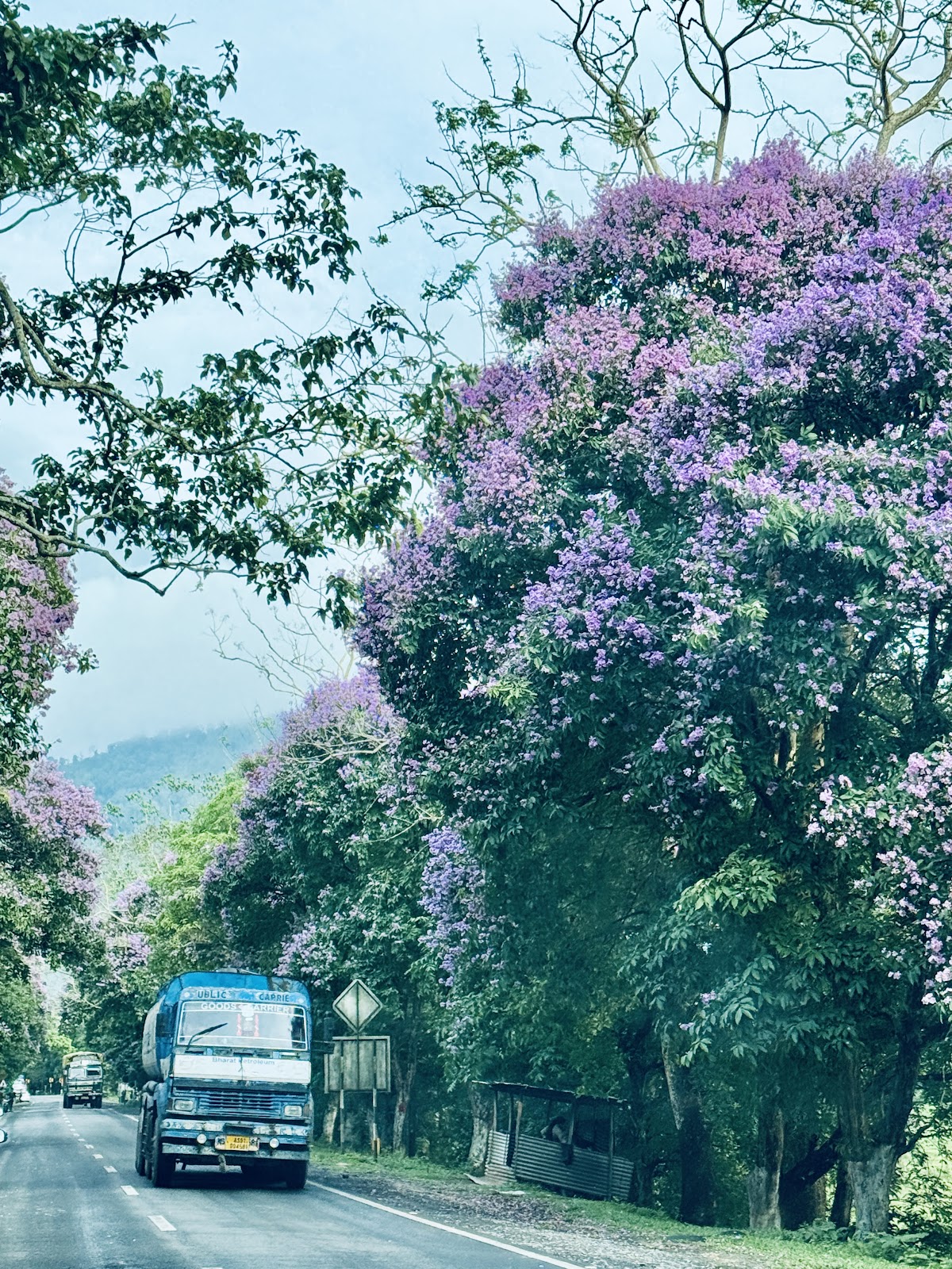 Kaziranga National Park, Assam: Wildlife, Safaris & Accommodation Guide