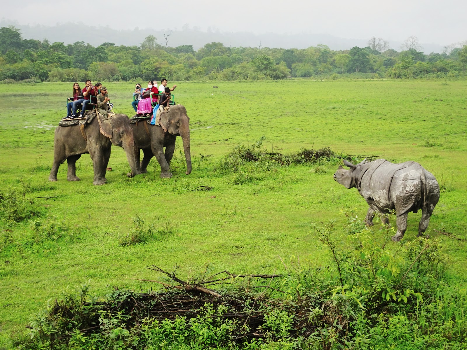 Kaziranga National Park - Wildlife Sanctuary in Assam, India