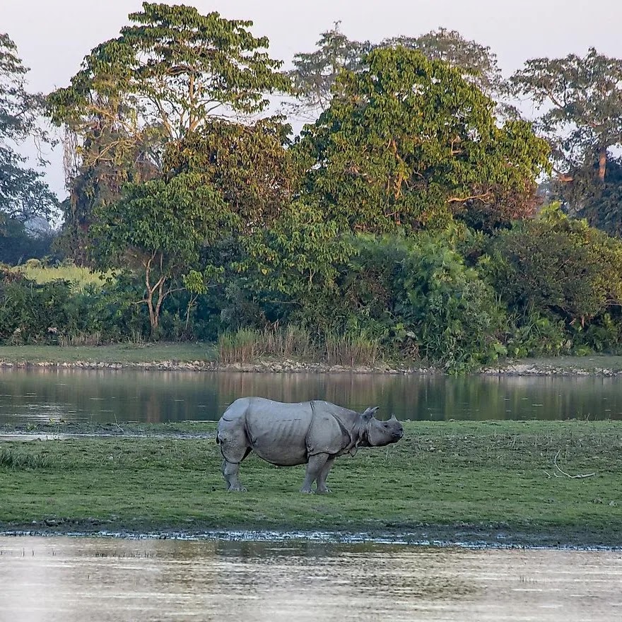 Kaziranga National Park