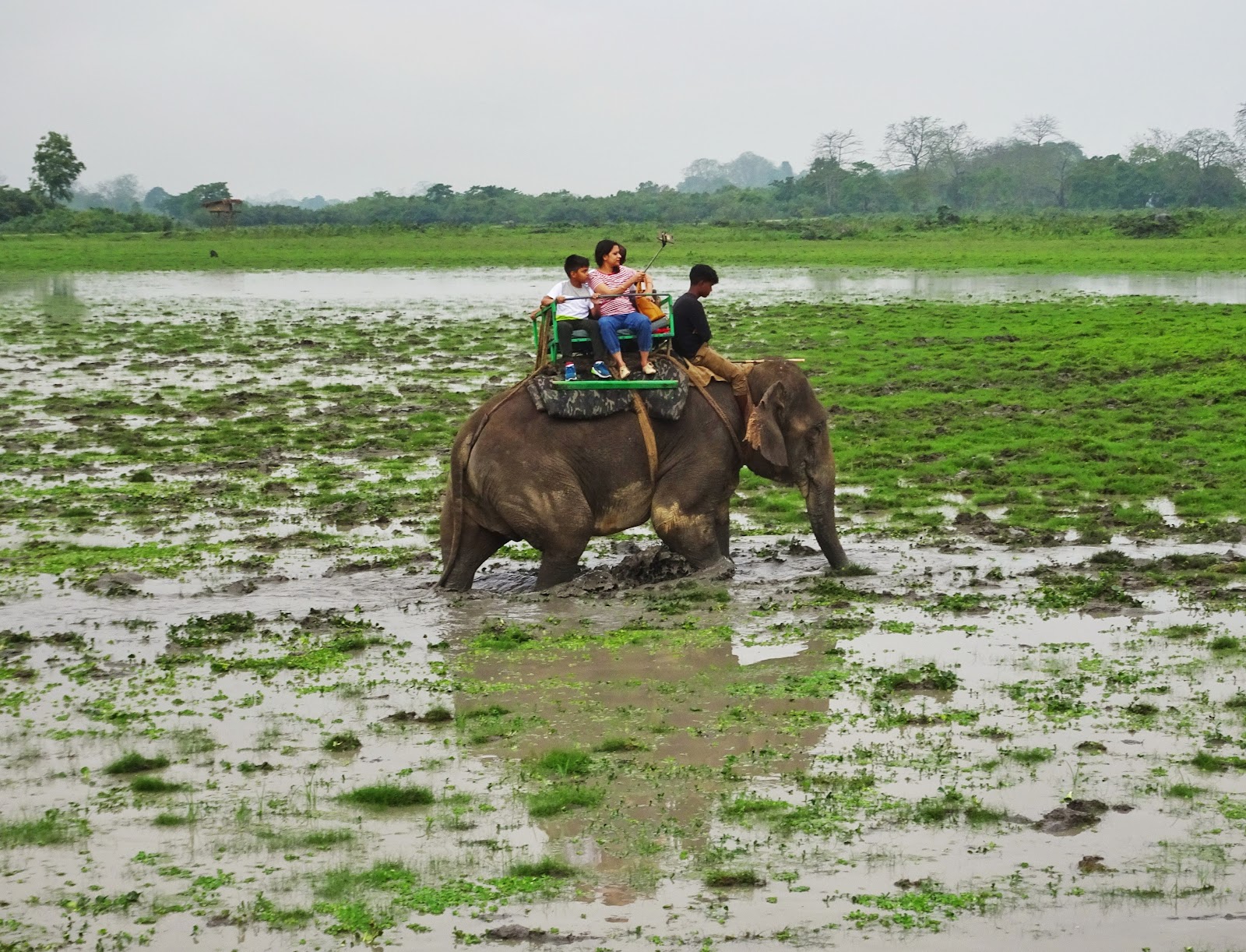 Kaziranga National Park
