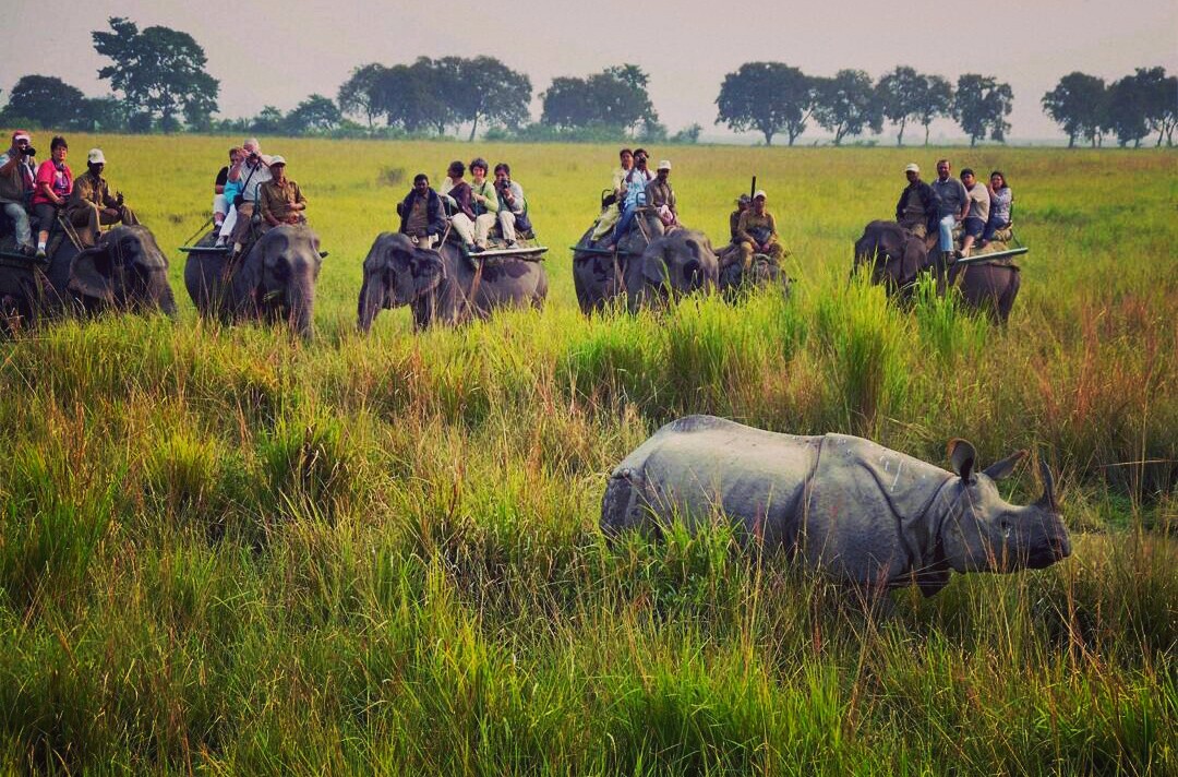 Kaziranga National Park