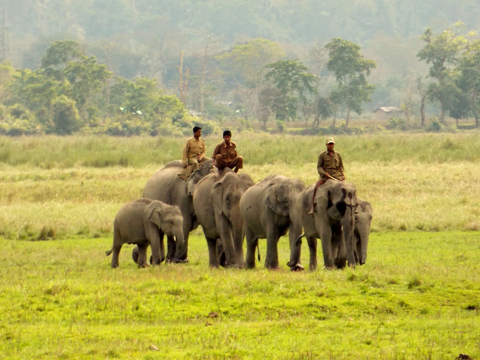 Kaziranga National Park