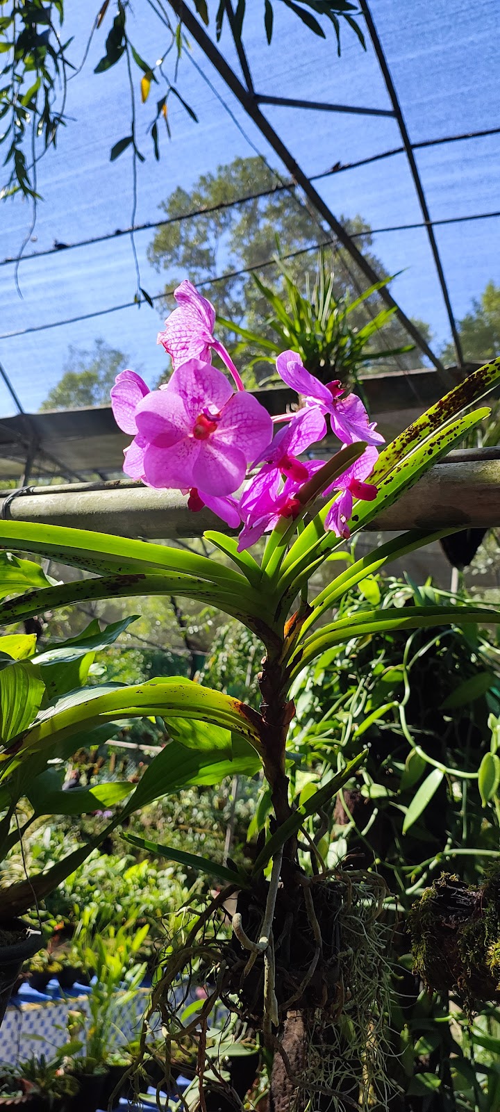 Kaziranga Orchid Park