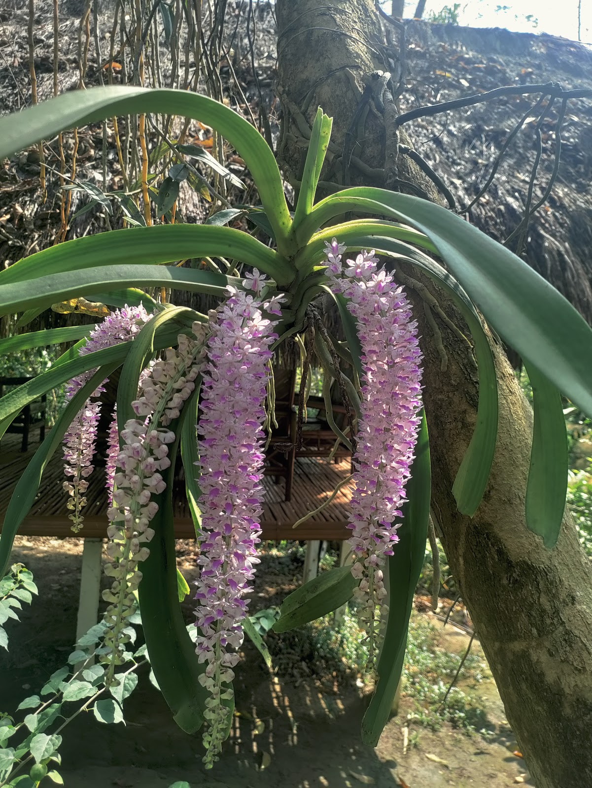 Kaziranga Orchid Park