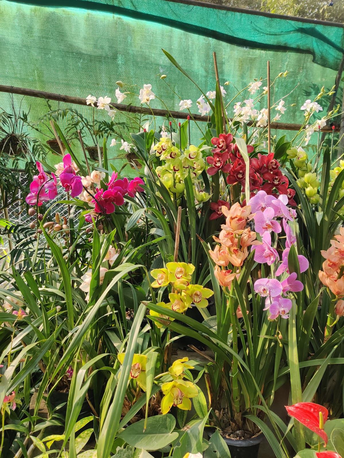 Kaziranga Orchid Park