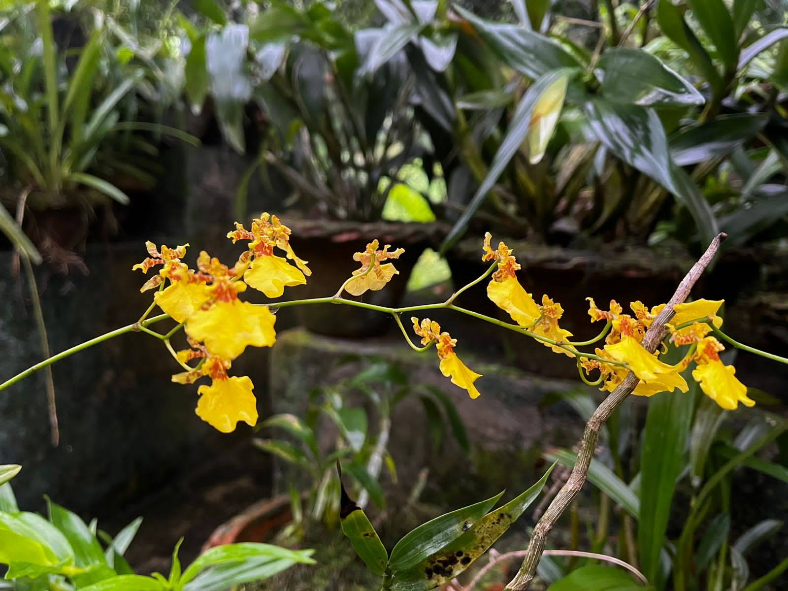 Kaziranga Orchid Park