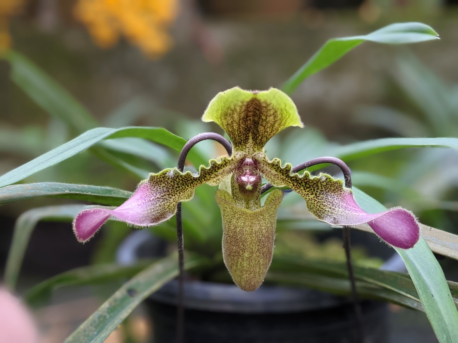 Kaziranga Orchid Park