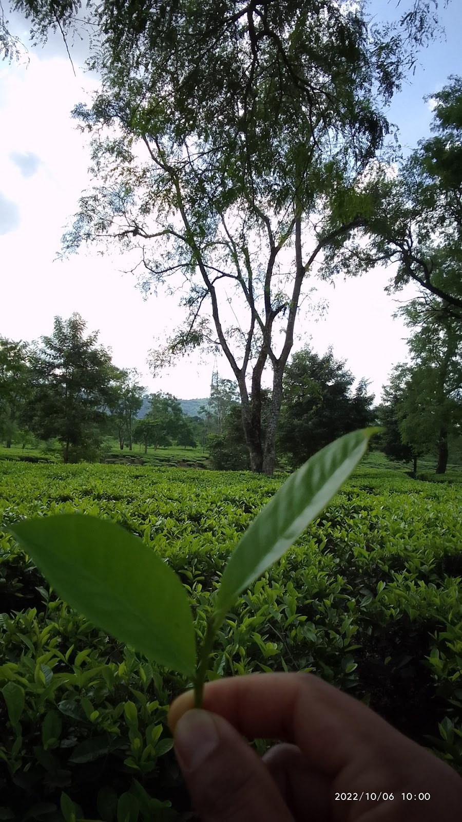 Tea Gardens