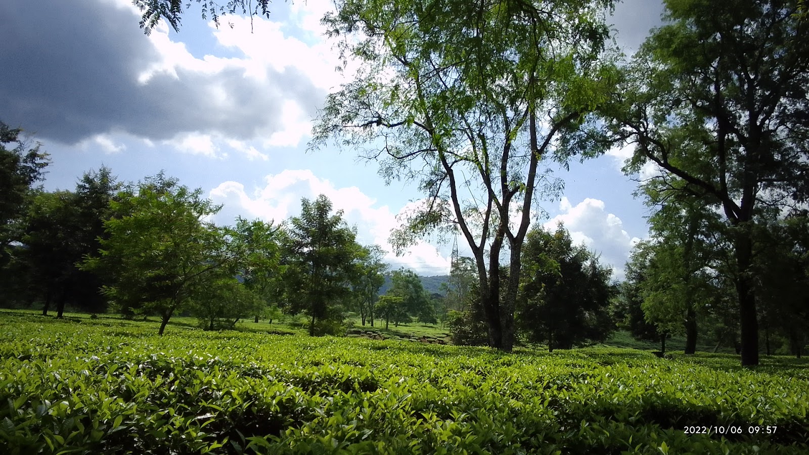 Tea Gardens