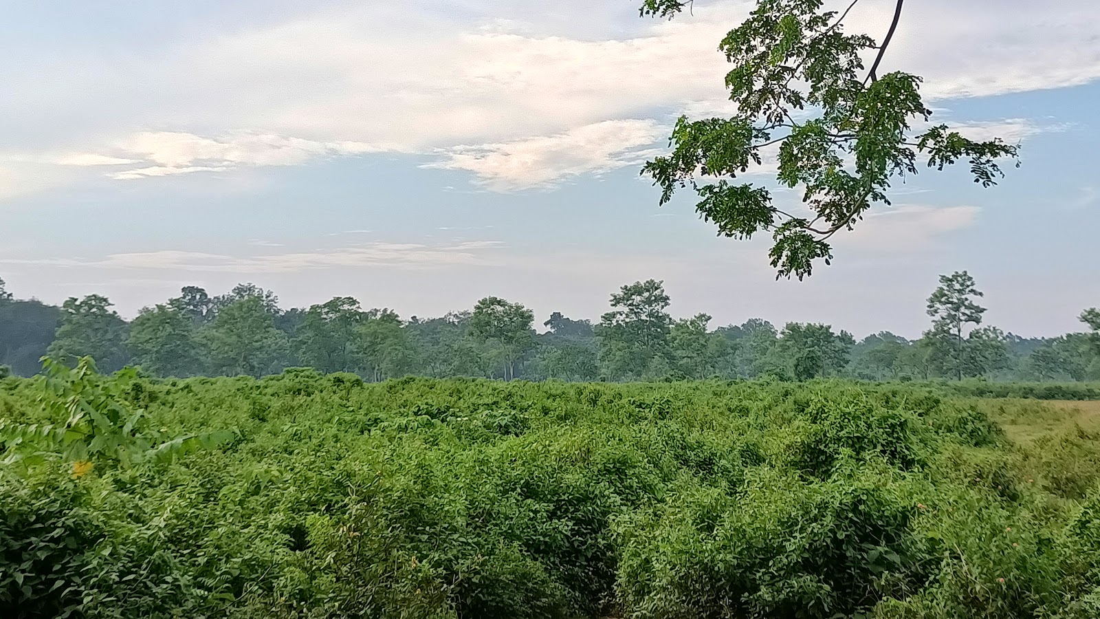 Hoollongapar Gibbon Sanctuary