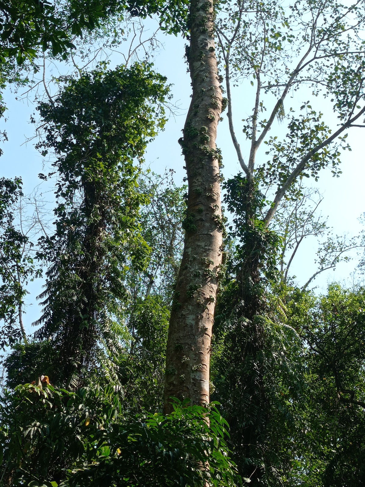 Hoollongapar Gibbon Sanctuary