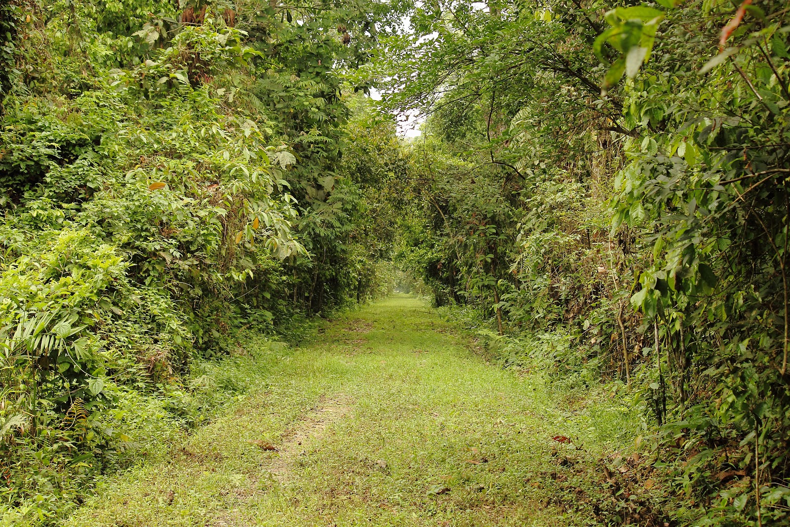 Hoollongapar Gibbon Sanctuary