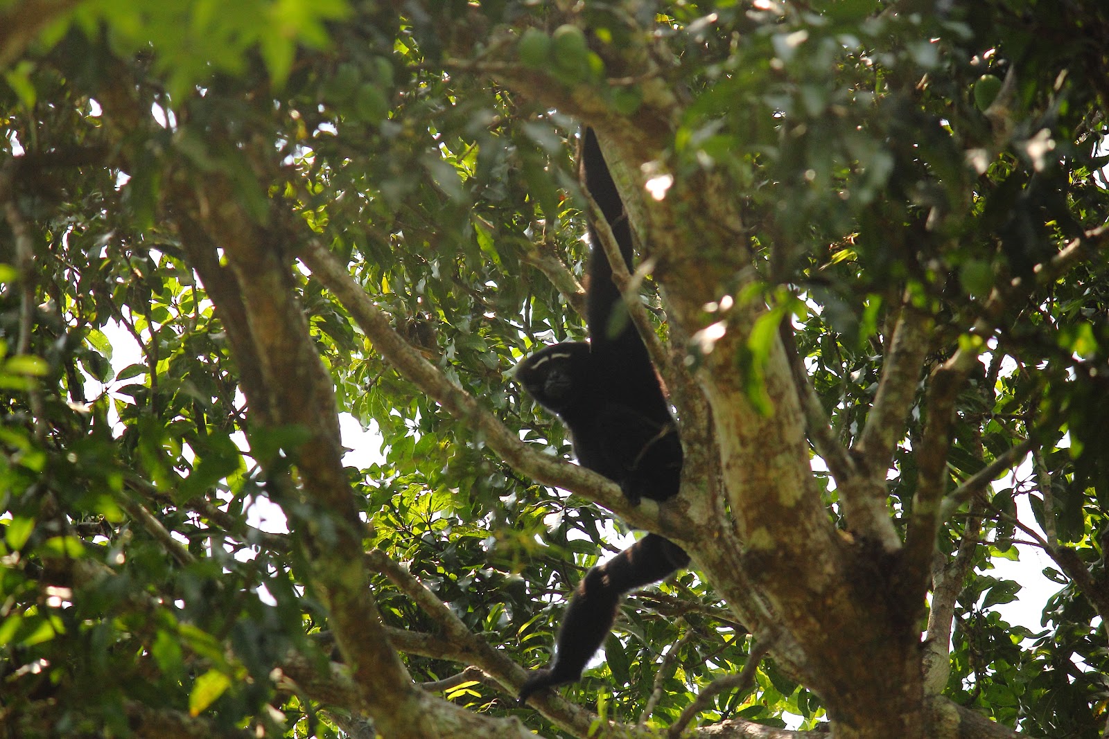 Hoollongapar Gibbon Sanctuary